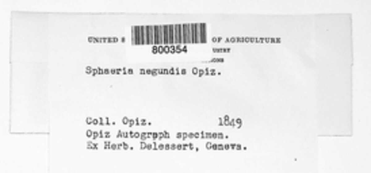 Sphaeria negundinis image